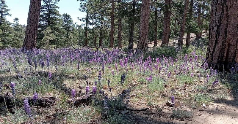 Grape Soda Lupine photo 5