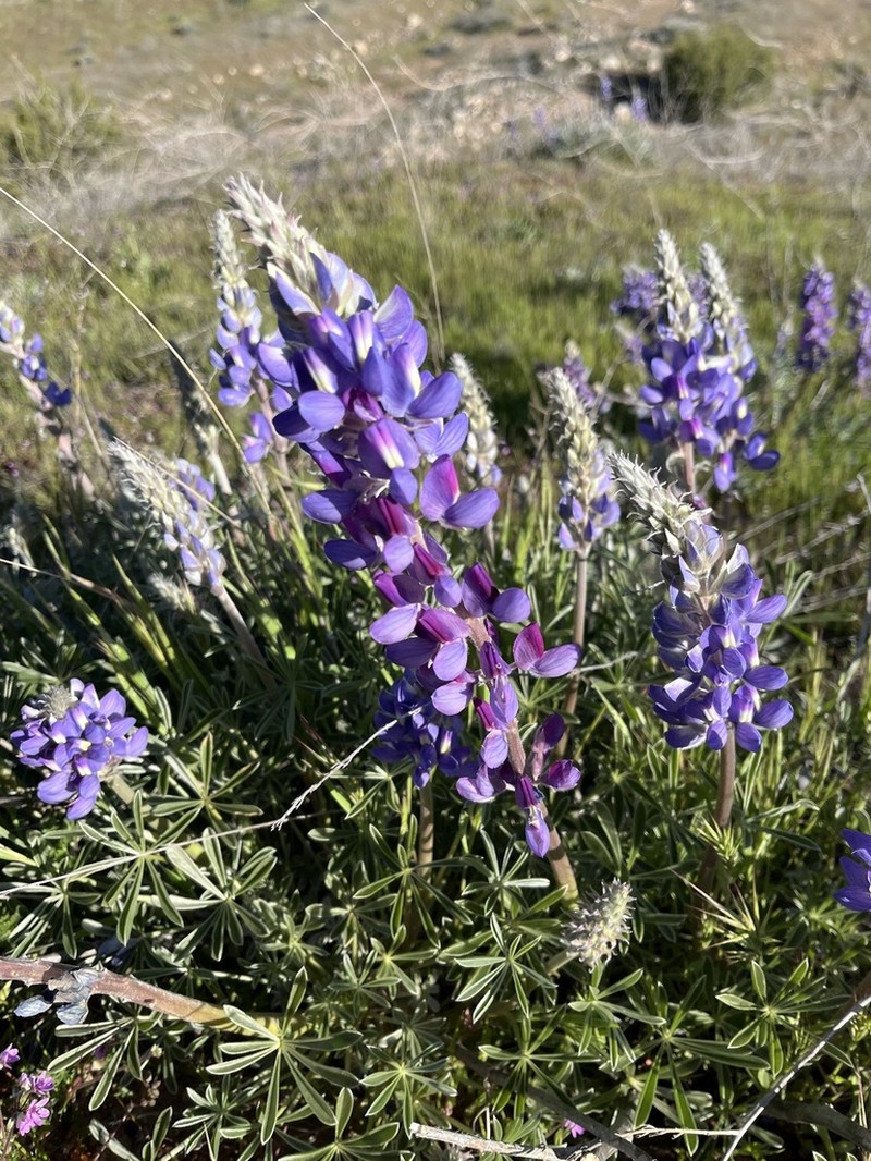 Grape Soda Lupine photo 6