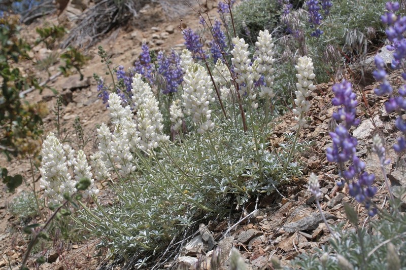 Grape Soda Lupine photo 7