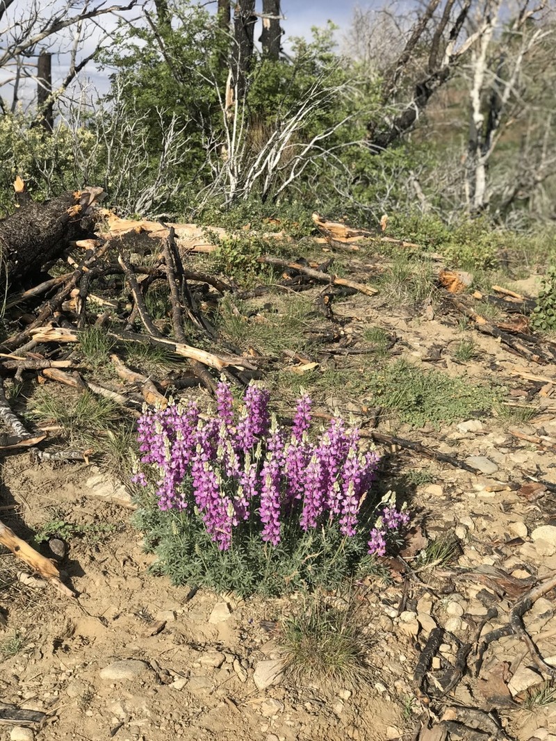 Grape Soda Lupine photo 8