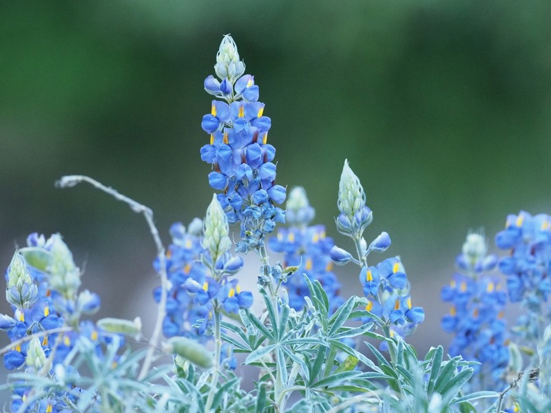 Lupinus exochus