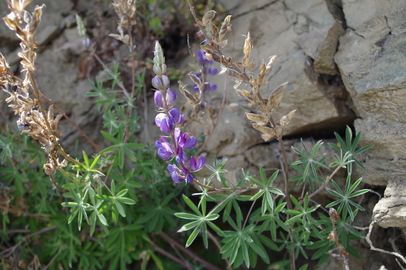Lupinus exochus photo 2