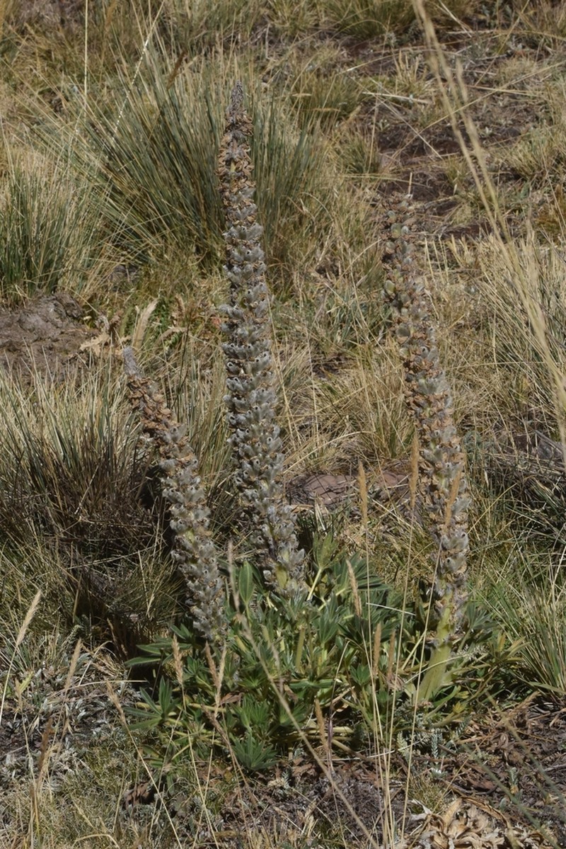 Lupinus fieldii photo 2