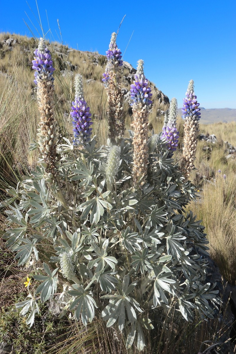 Lupinus fieldii photo 3