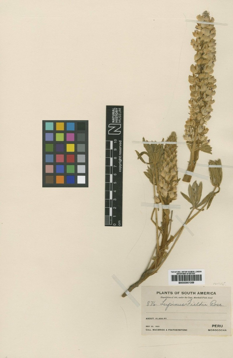 Lupinus fieldii photo 4