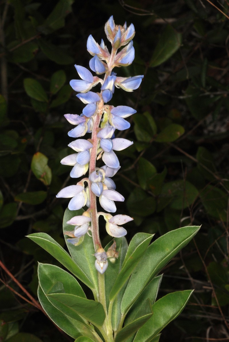 Lupinus floridanus