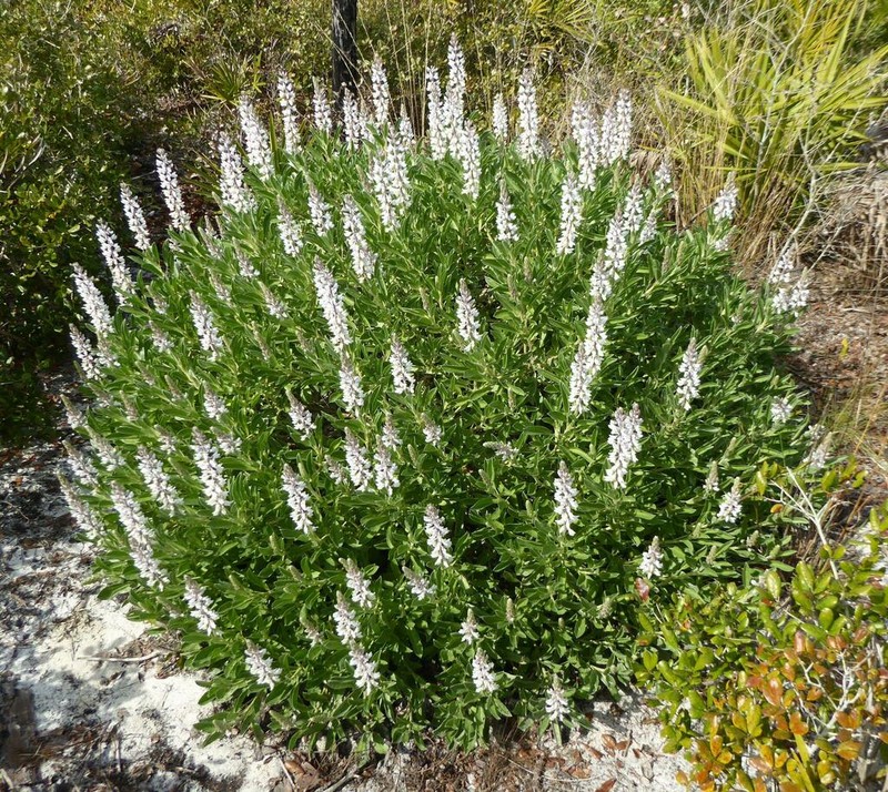 Lupinus floridanus photo 3
