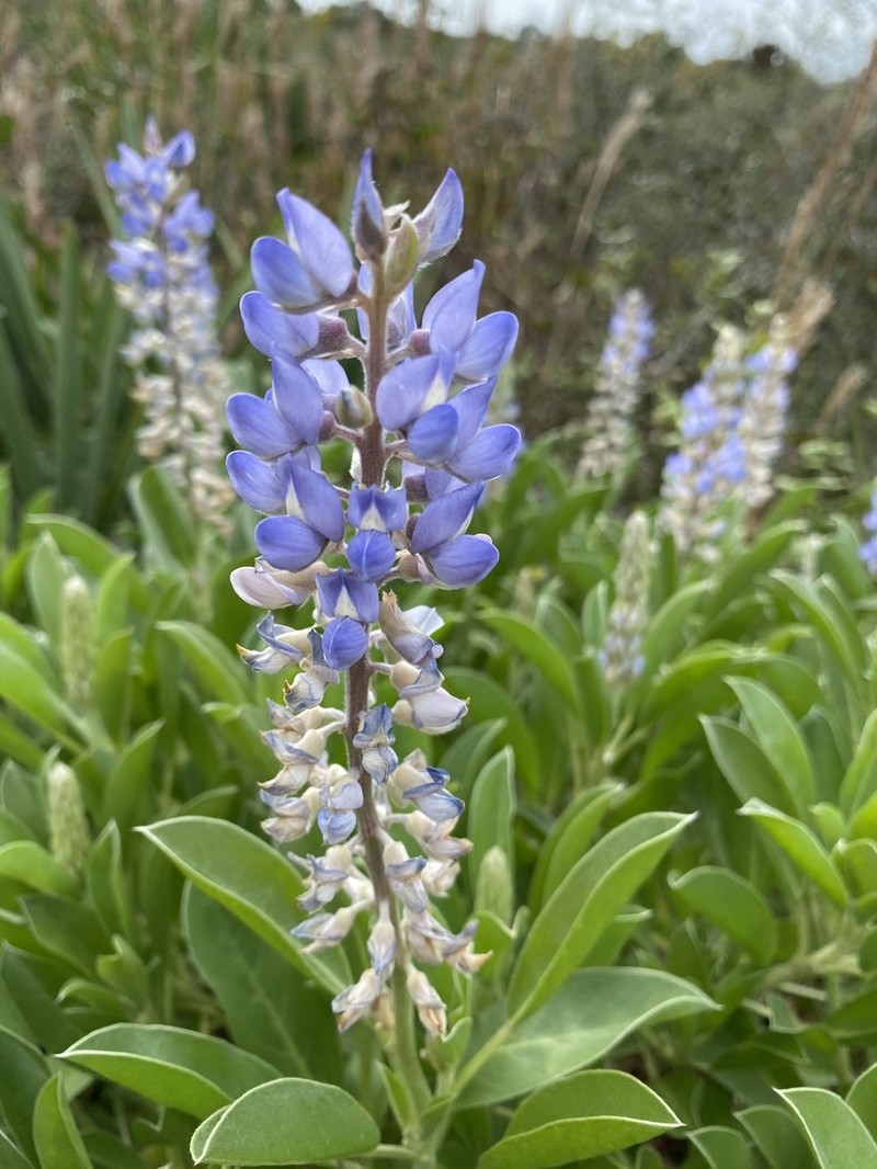 Lupinus floridanus photo 4