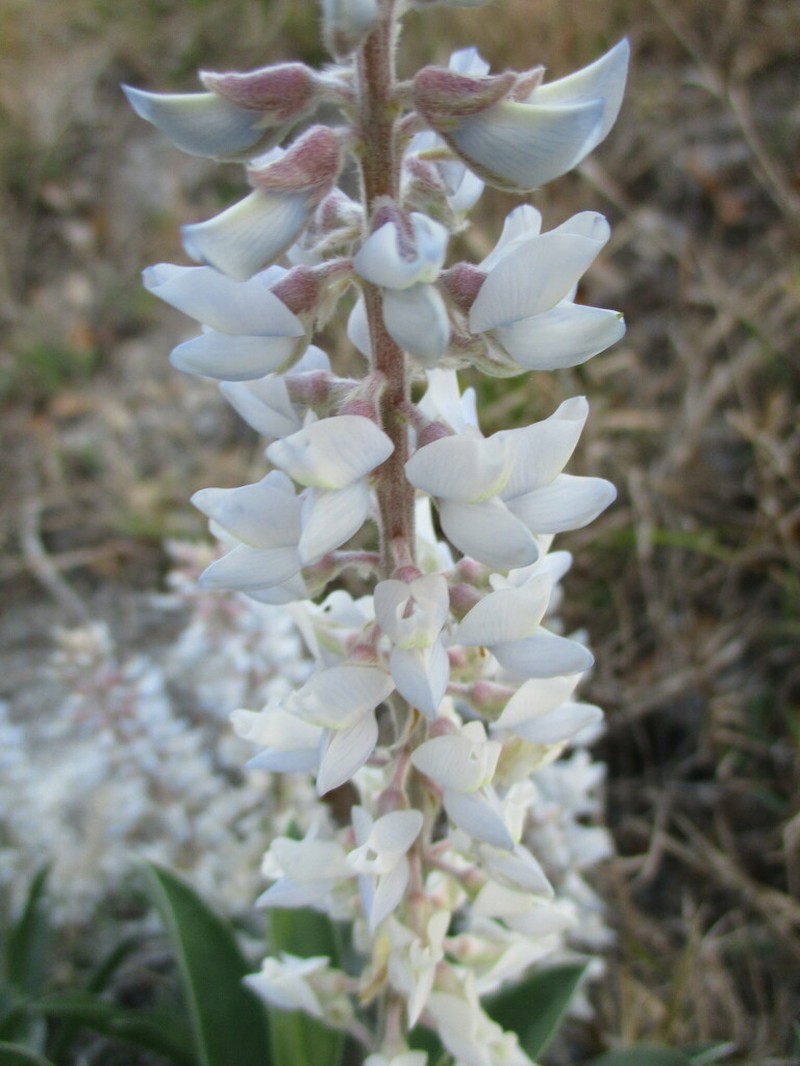 Lupinus floridanus photo 5