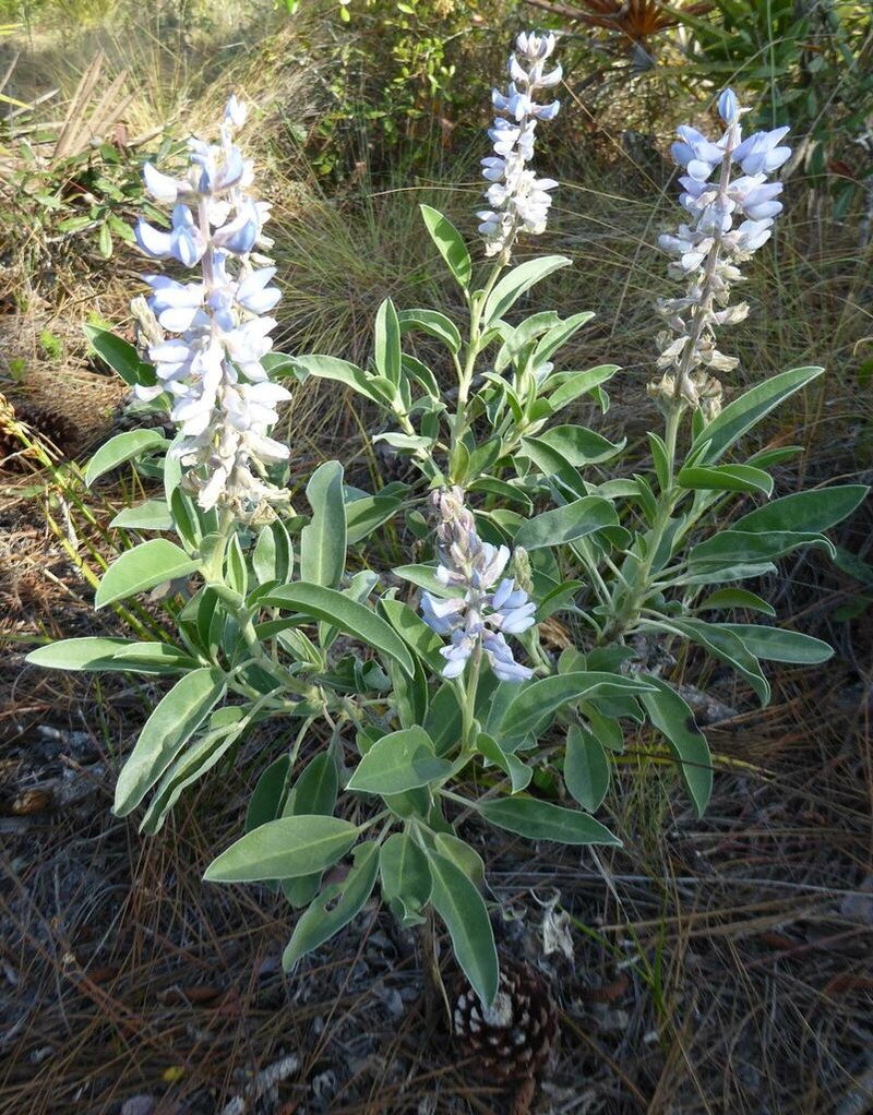Lupinus floridanus photo 6