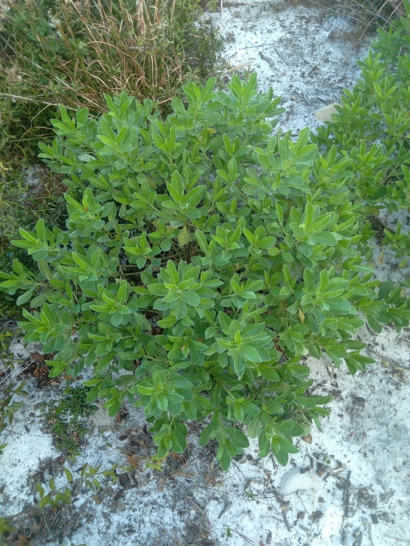 Lupinus floridanus photo 7