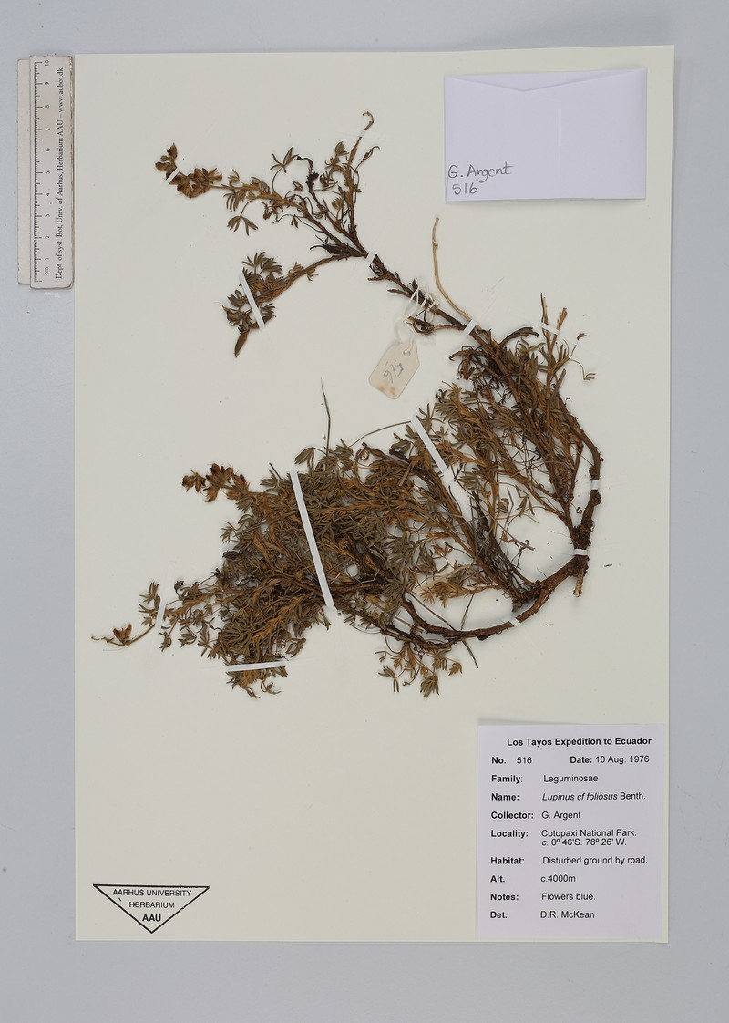 Lupinus foliolosus