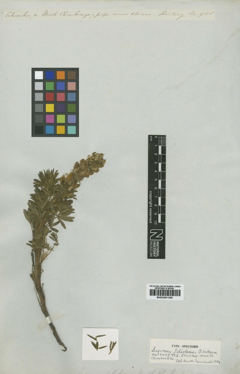 Lupinus foliolosus photo 2