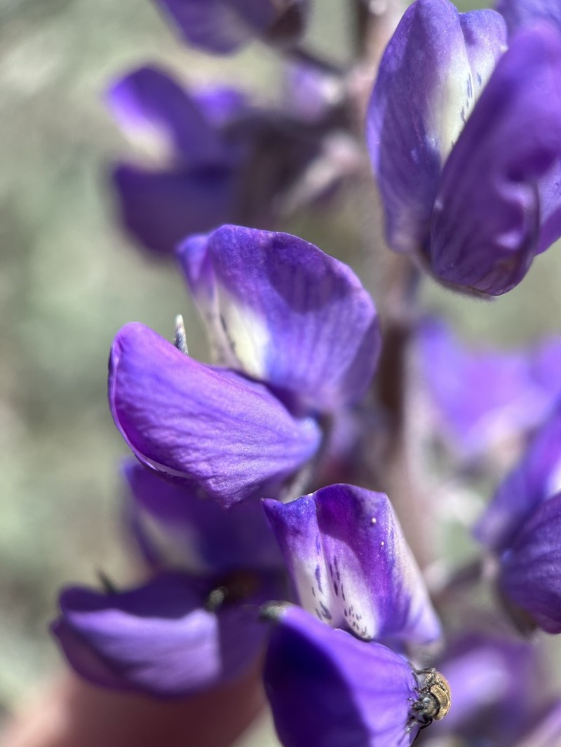 Summer Lupine photo 2