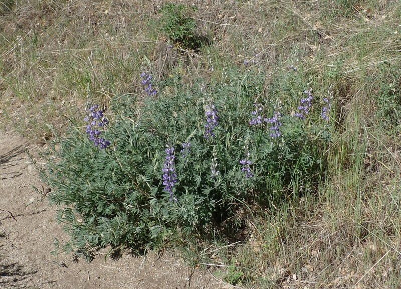 Summer Lupine photo 3