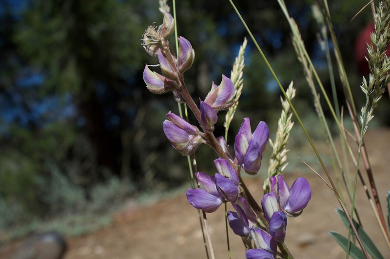 Summer Lupine photo 4