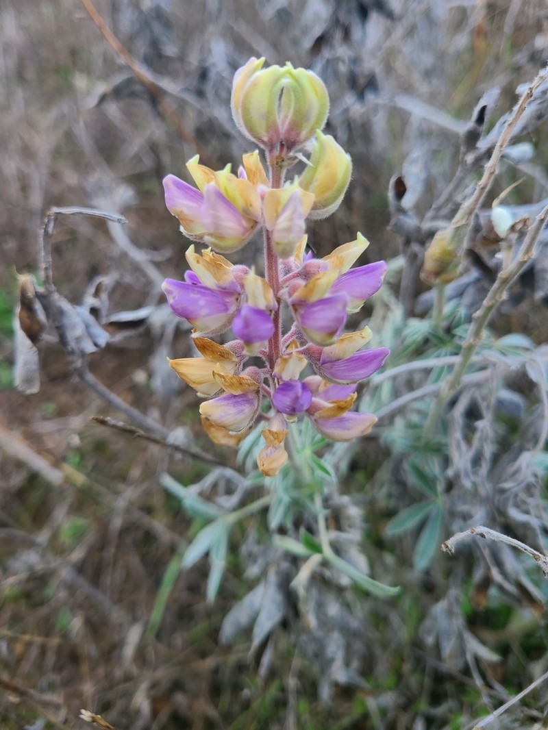 Summer Lupine photo 5