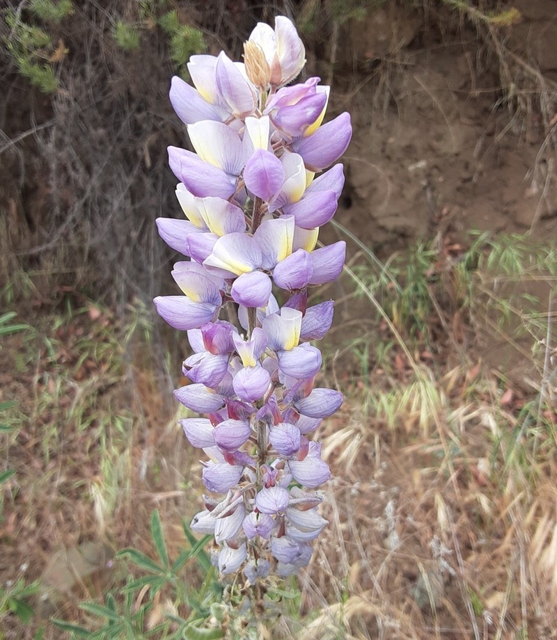 Summer Lupine photo 7