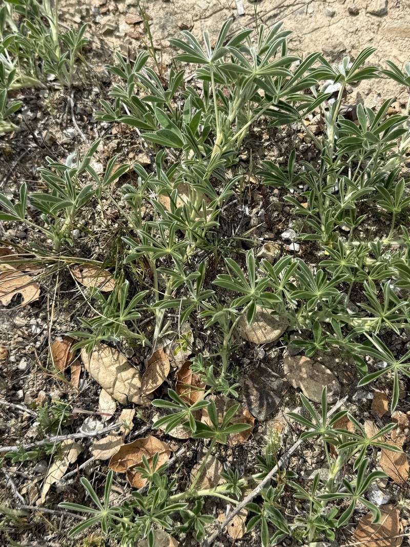Lupinus formosus var. formosus
