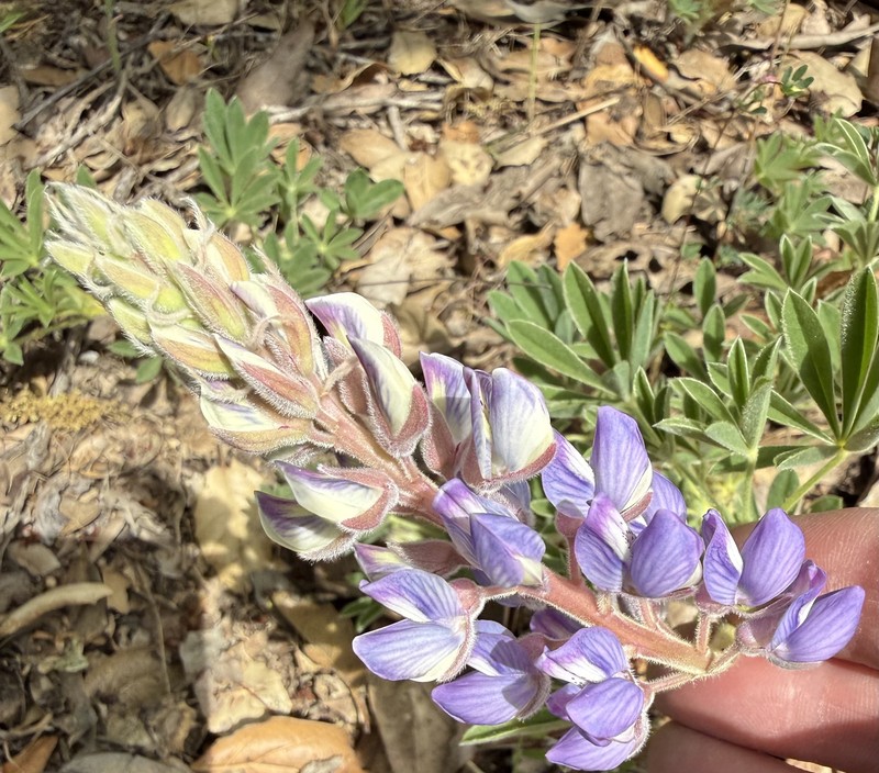 Lupinus formosus var. formosus photo 2