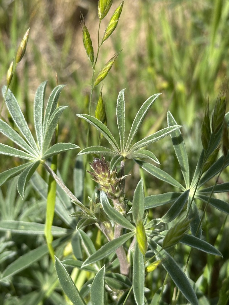 Lupinus formosus var. formosus photo 3