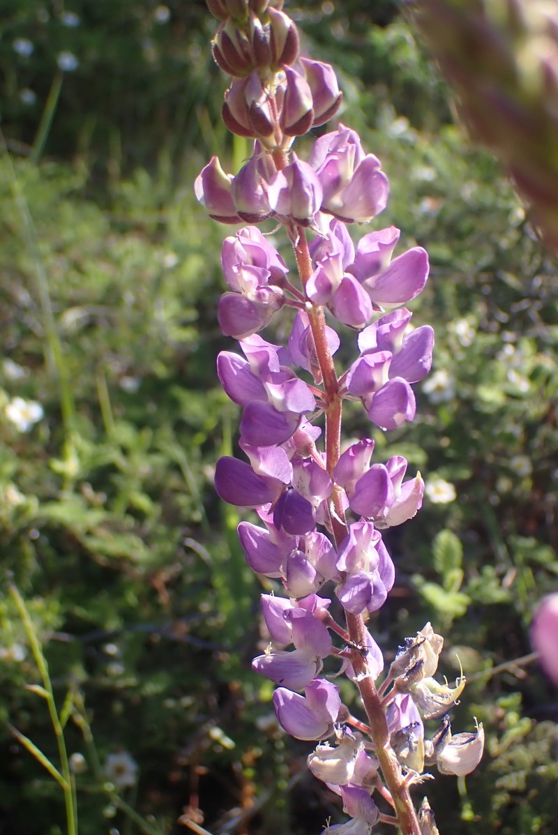 Lupinus formosus var. formosus photo 4