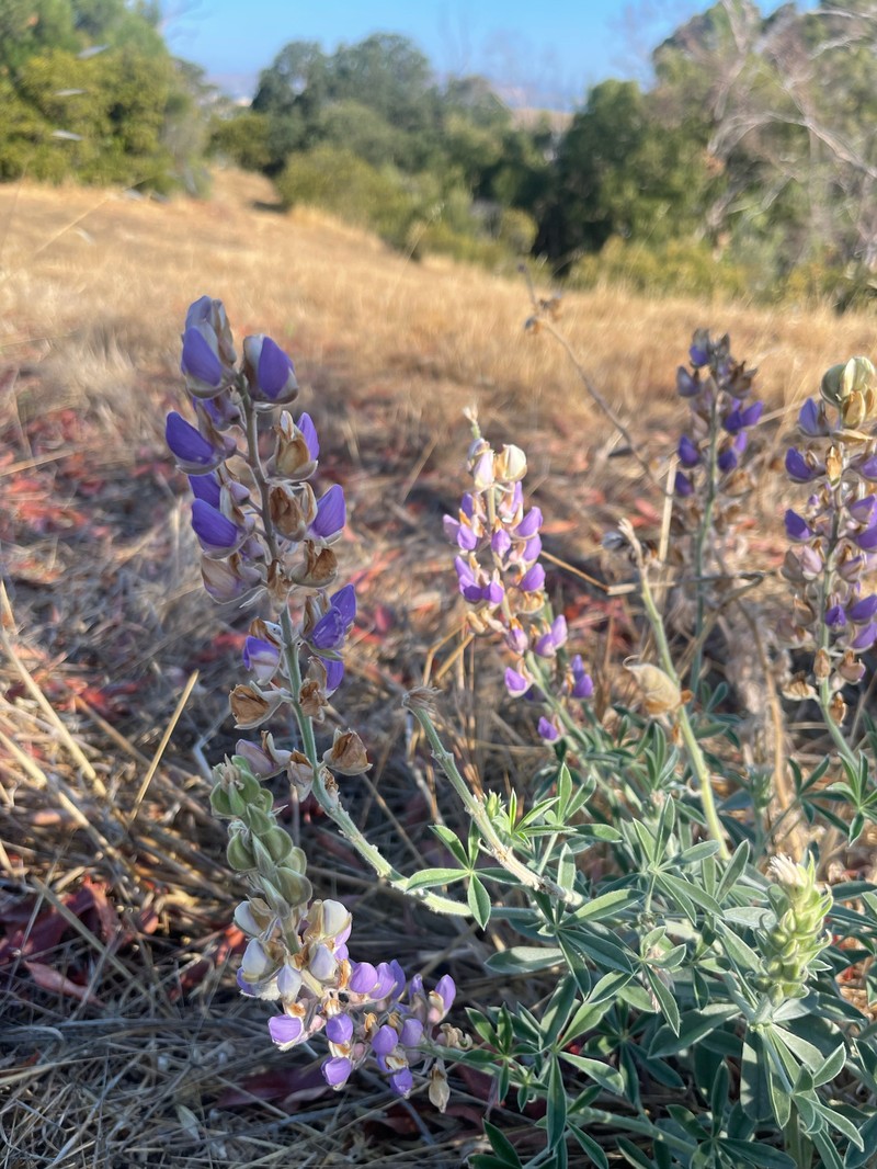 Lupinus formosus var. formosus photo 5