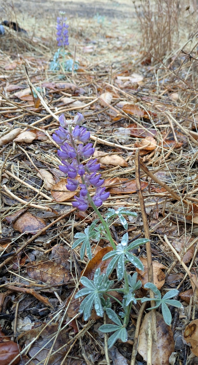 Lupinus formosus var. formosus photo 6