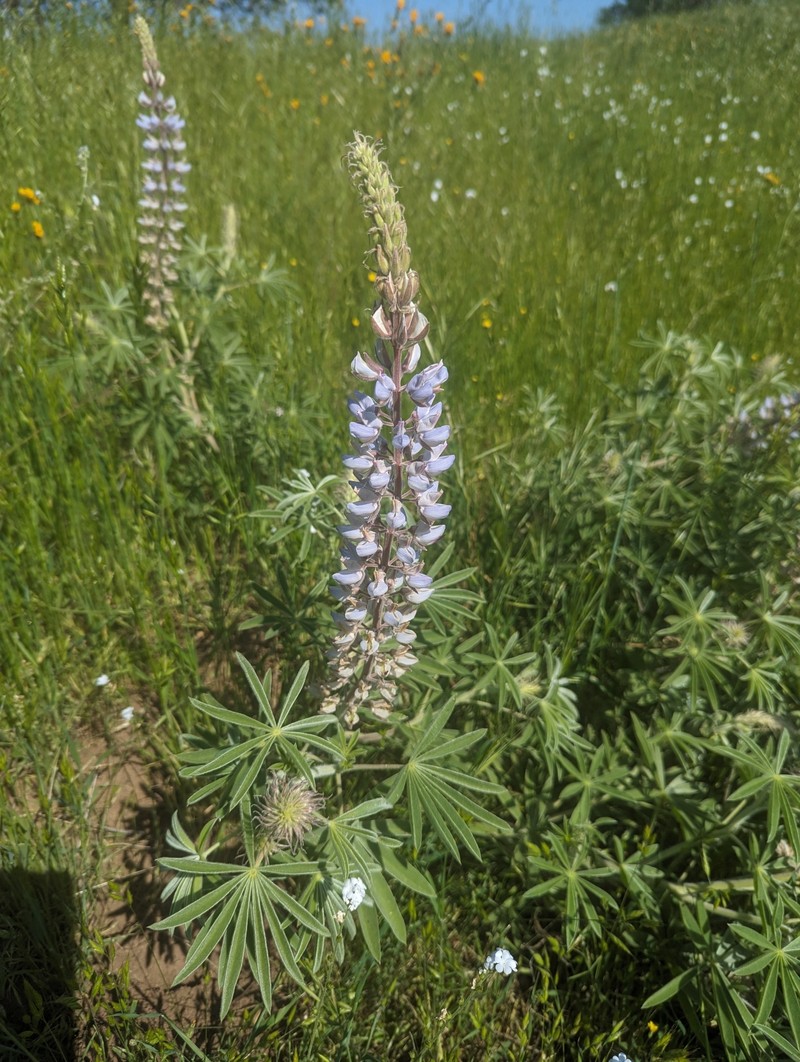 Lupinus formosus var. robustus