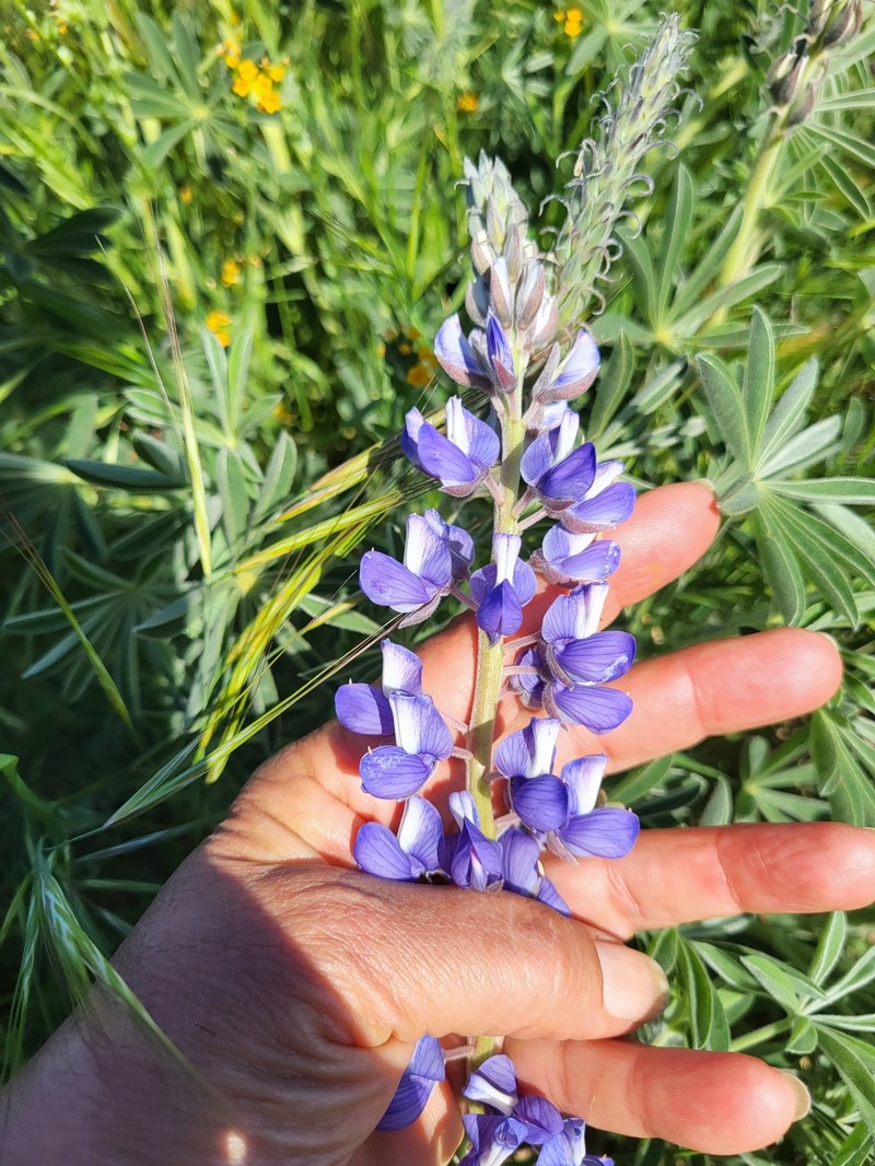 Lupinus formosus var. robustus photo 2