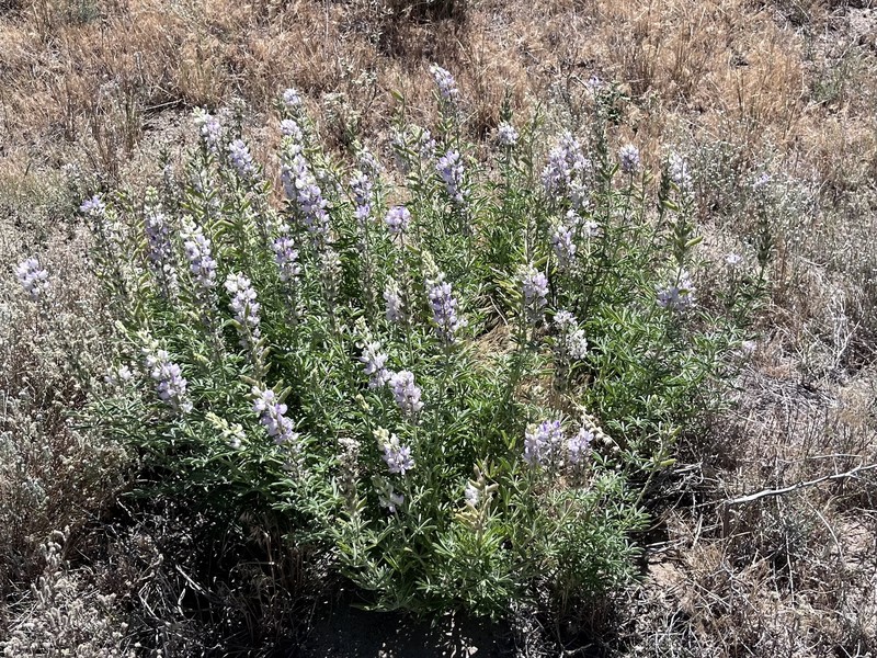 Lupinus formosus var. robustus photo 3
