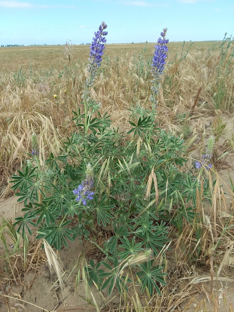 Lupinus formosus var. robustus photo 4