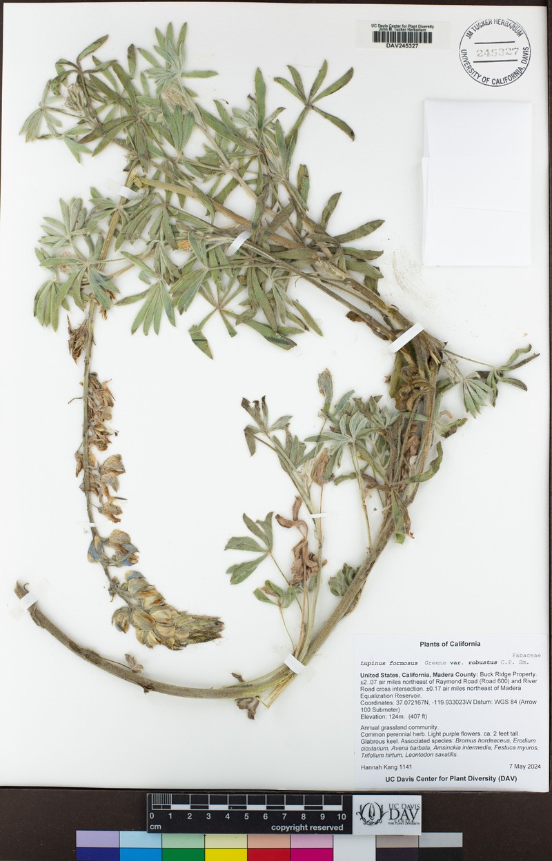 Lupinus formosus var. robustus photo 5