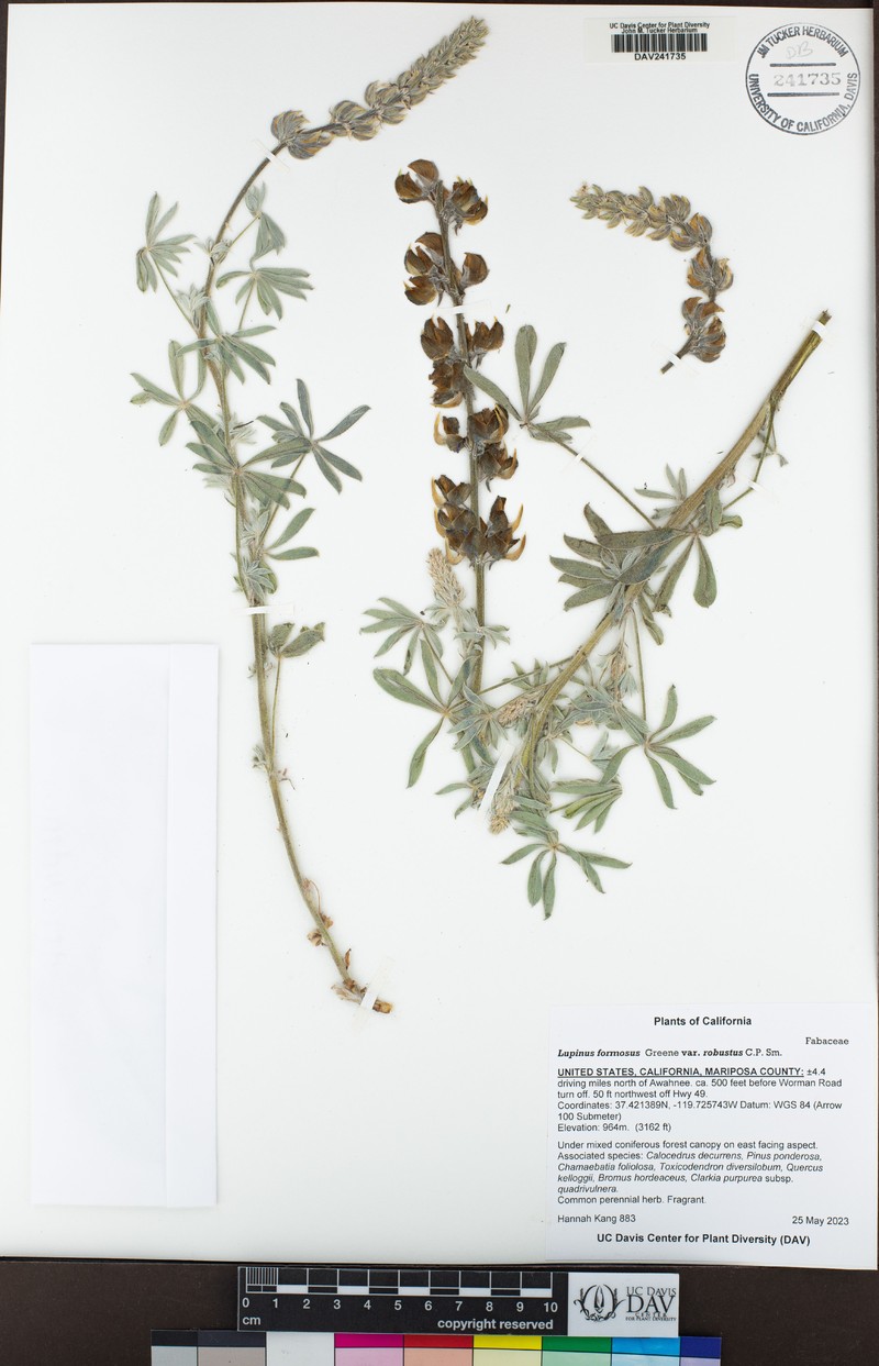 Lupinus formosus var. robustus photo 6