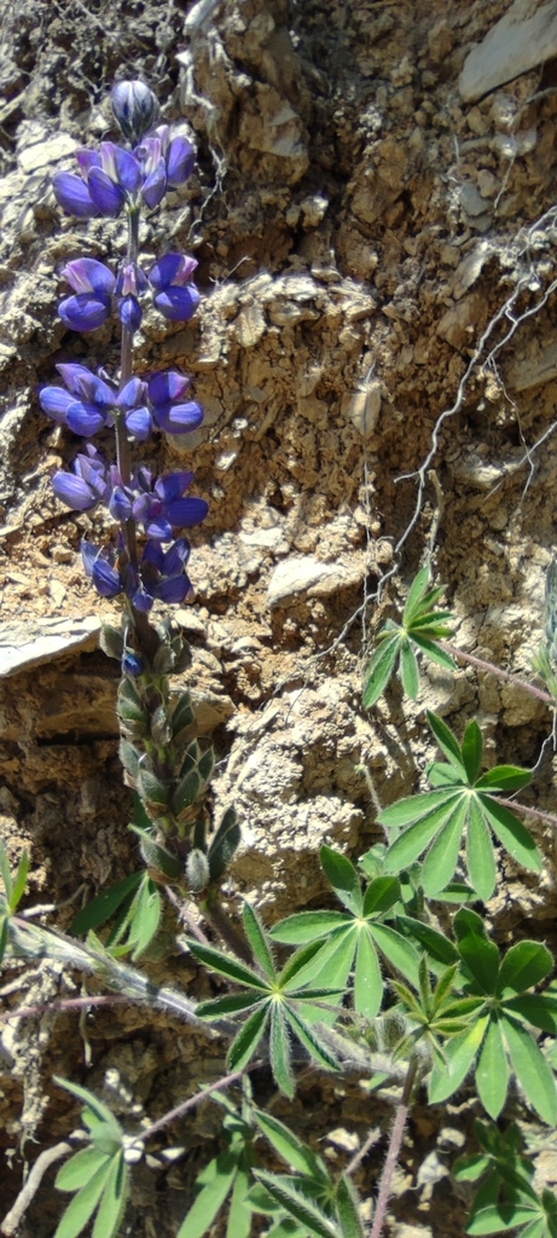 Lupinus francis-whittieri