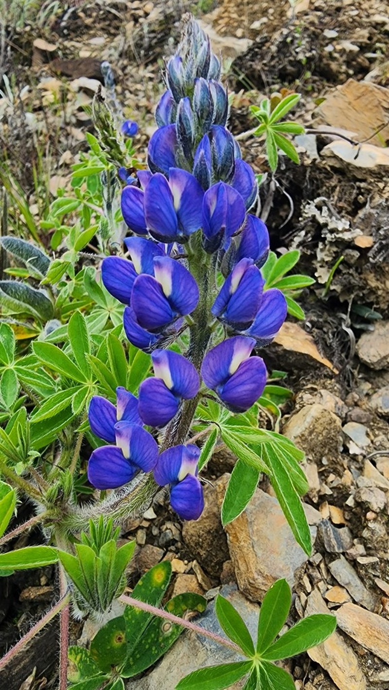 Lupinus francis-whittieri photo 2