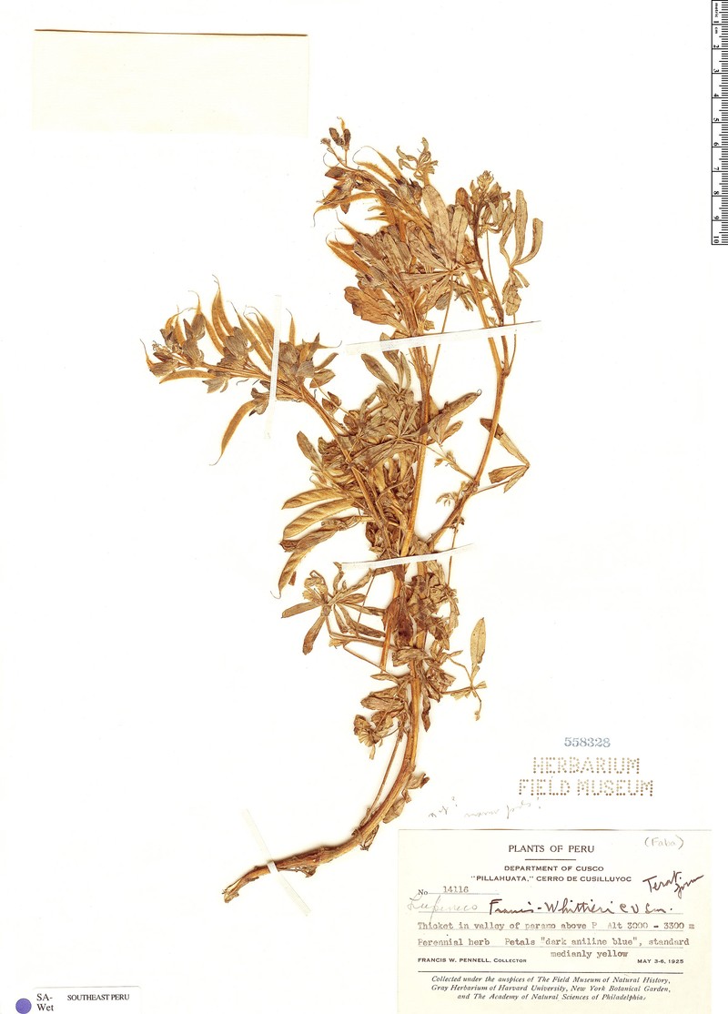 Lupinus francis-whittieri photo 3