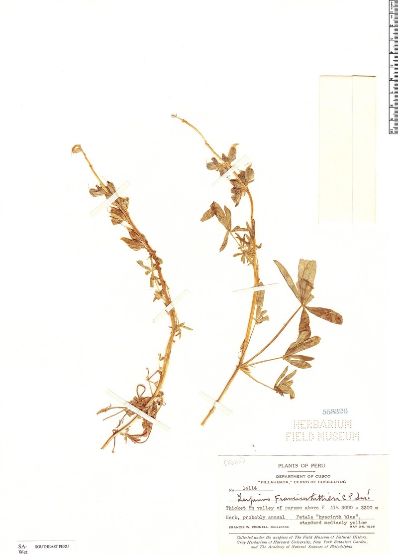 Lupinus francis-whittieri photo 4