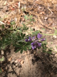 Greenstipule Lupine
