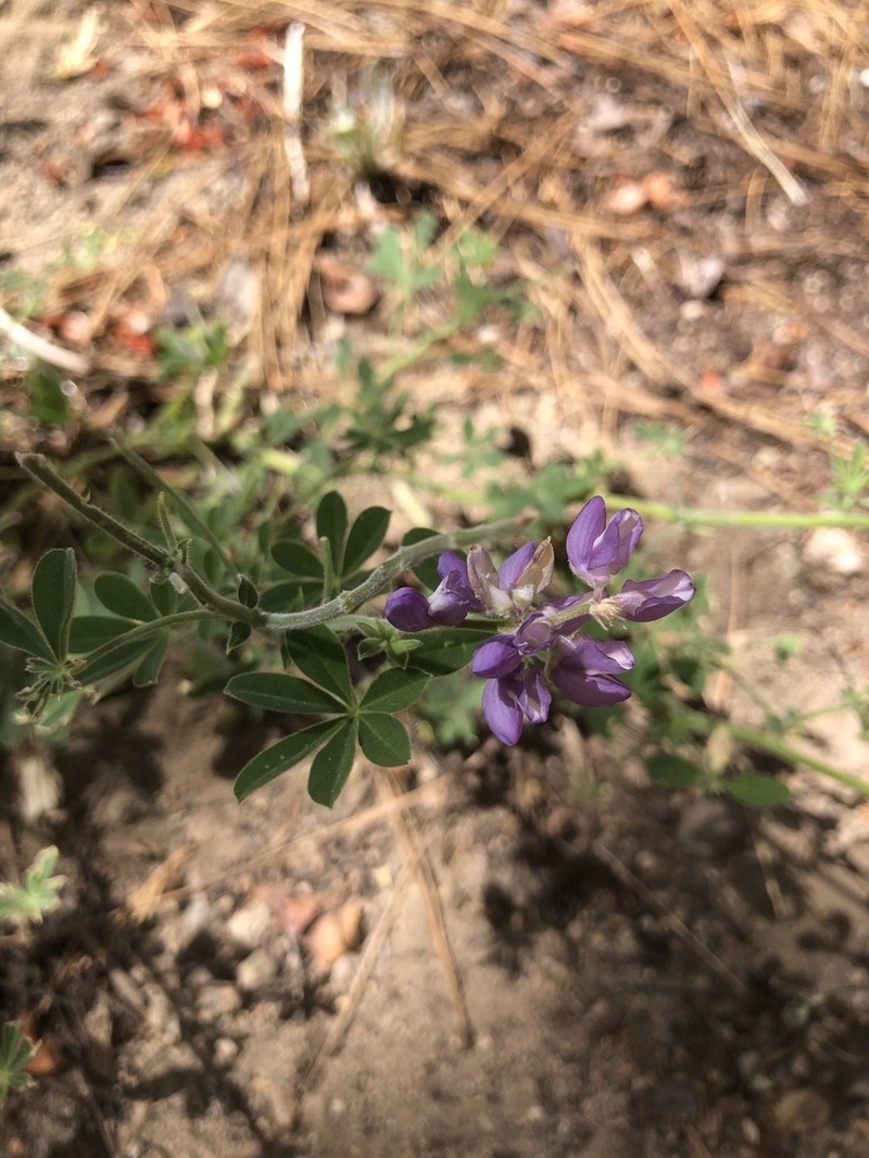 Greenstipule Lupine