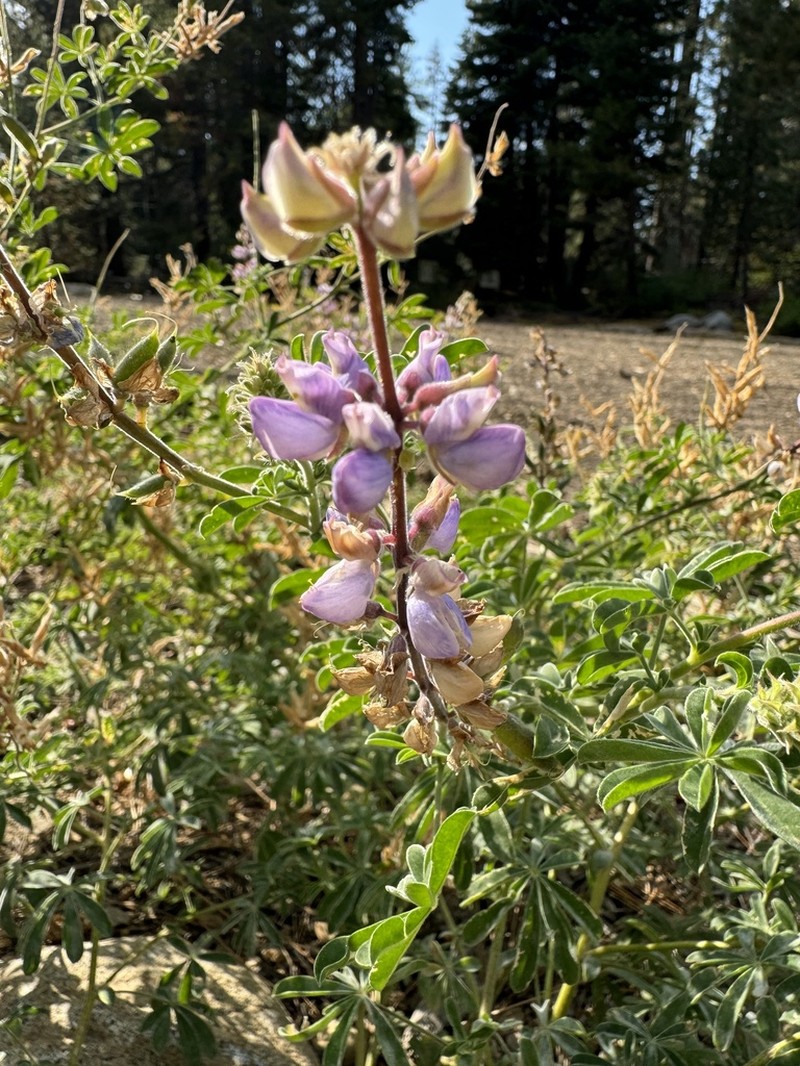 Greenstipule Lupine photo 2