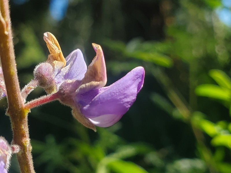 Greenstipule Lupine photo 3