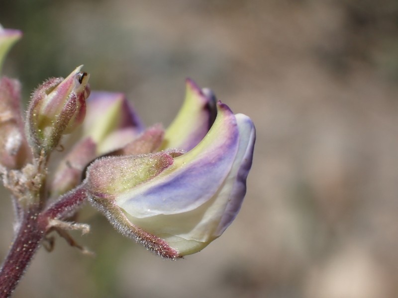 Greenstipule Lupine photo 4
