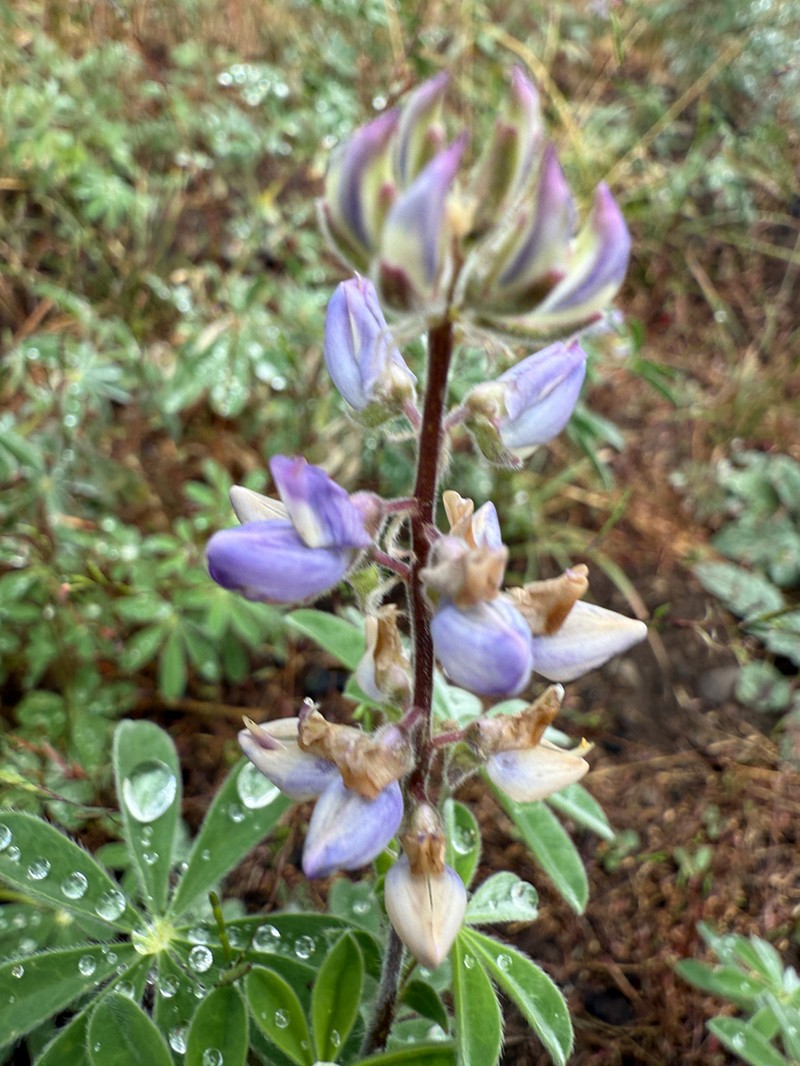 Greenstipule Lupine photo 5