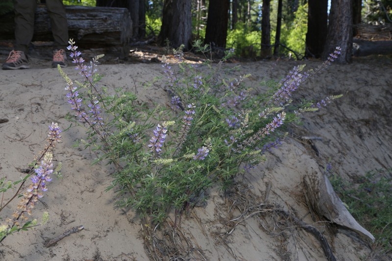 Greenstipule Lupine photo 6