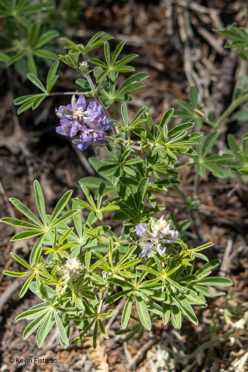 Greenstipule Lupine photo 7