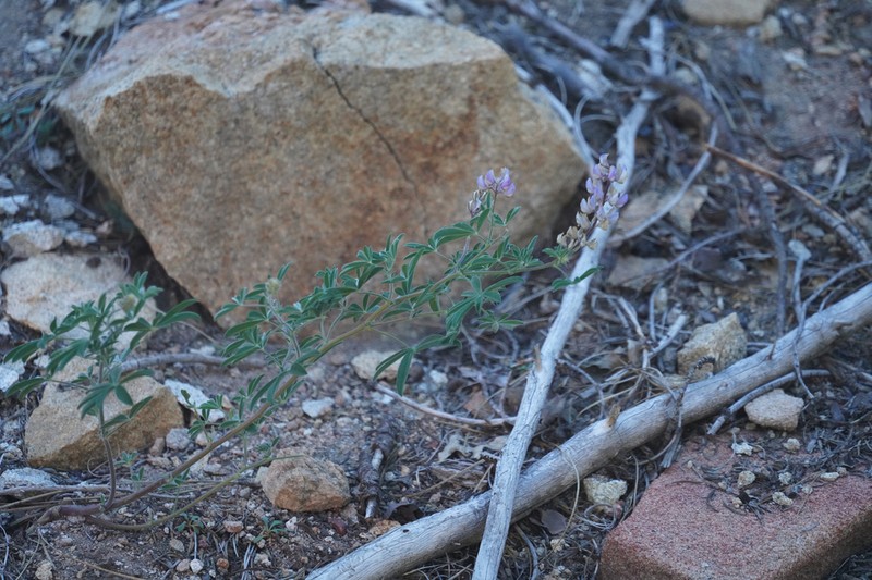 Greenstipule Lupine photo 8