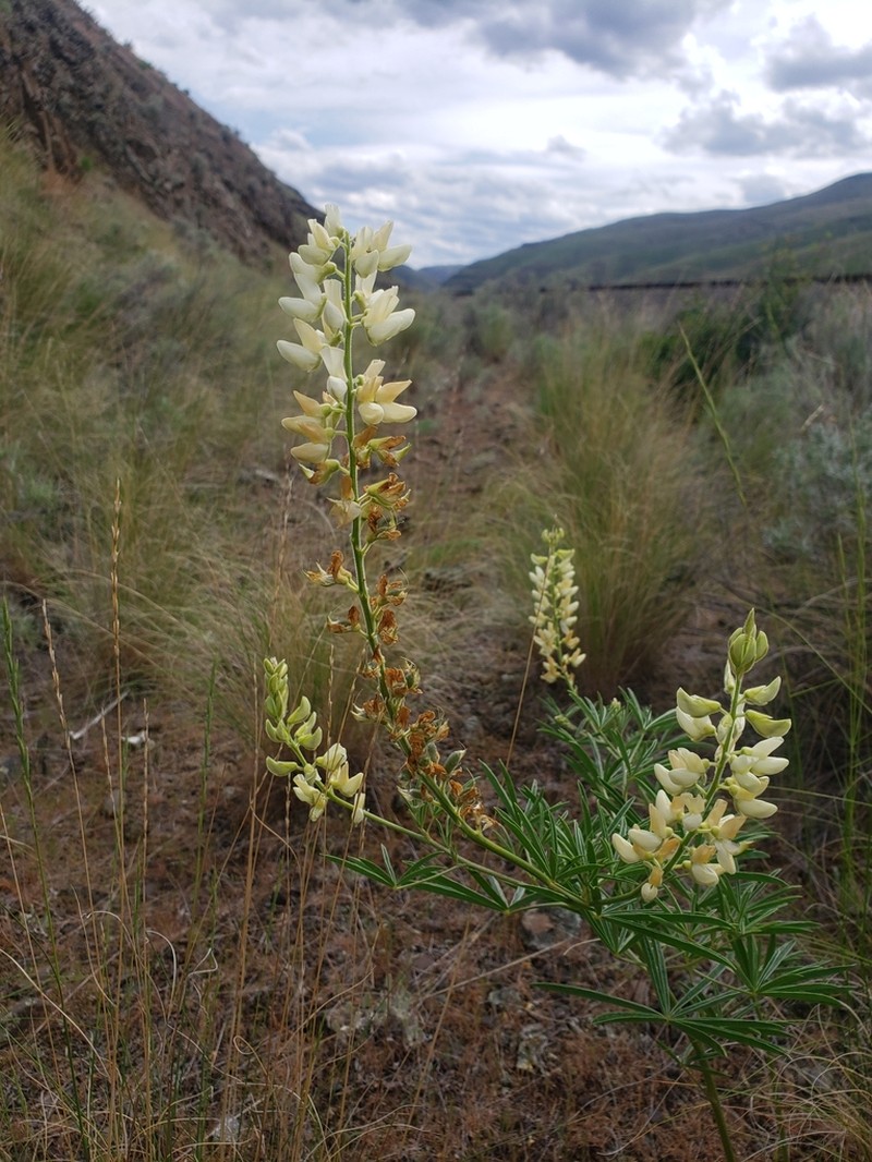 Garfield Lupine photo 2