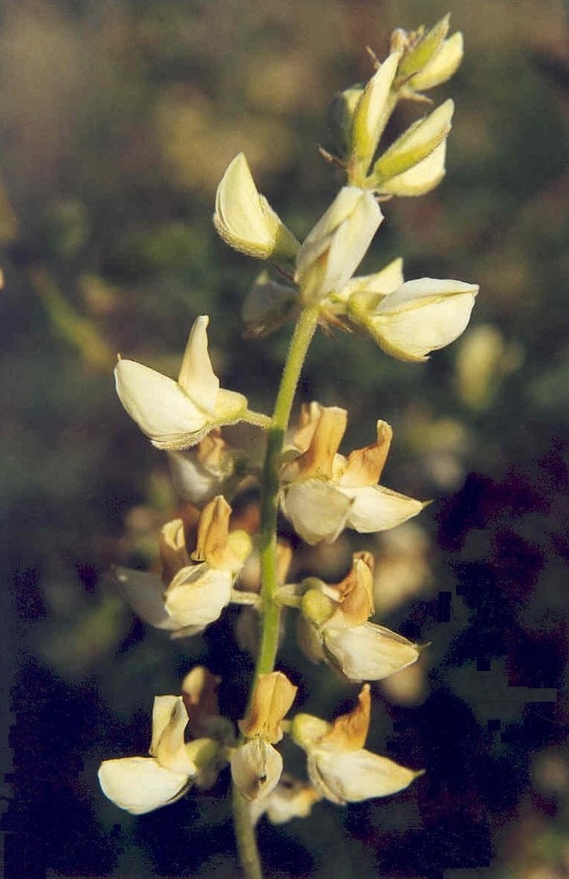 Garfield Lupine photo 4