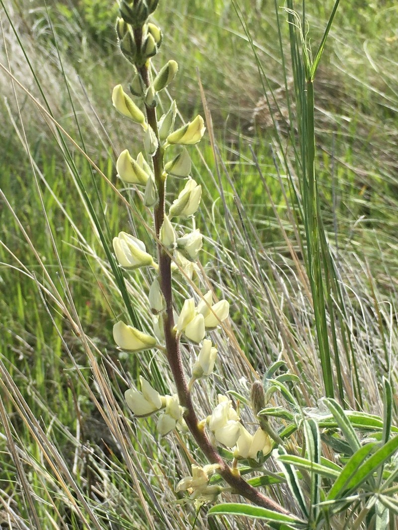 Garfield Lupine photo 5